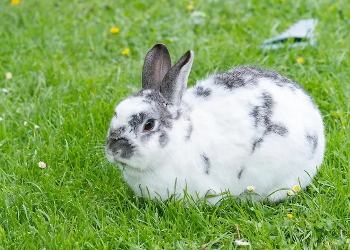 Bauernhof Kure Lantgård Leutschach